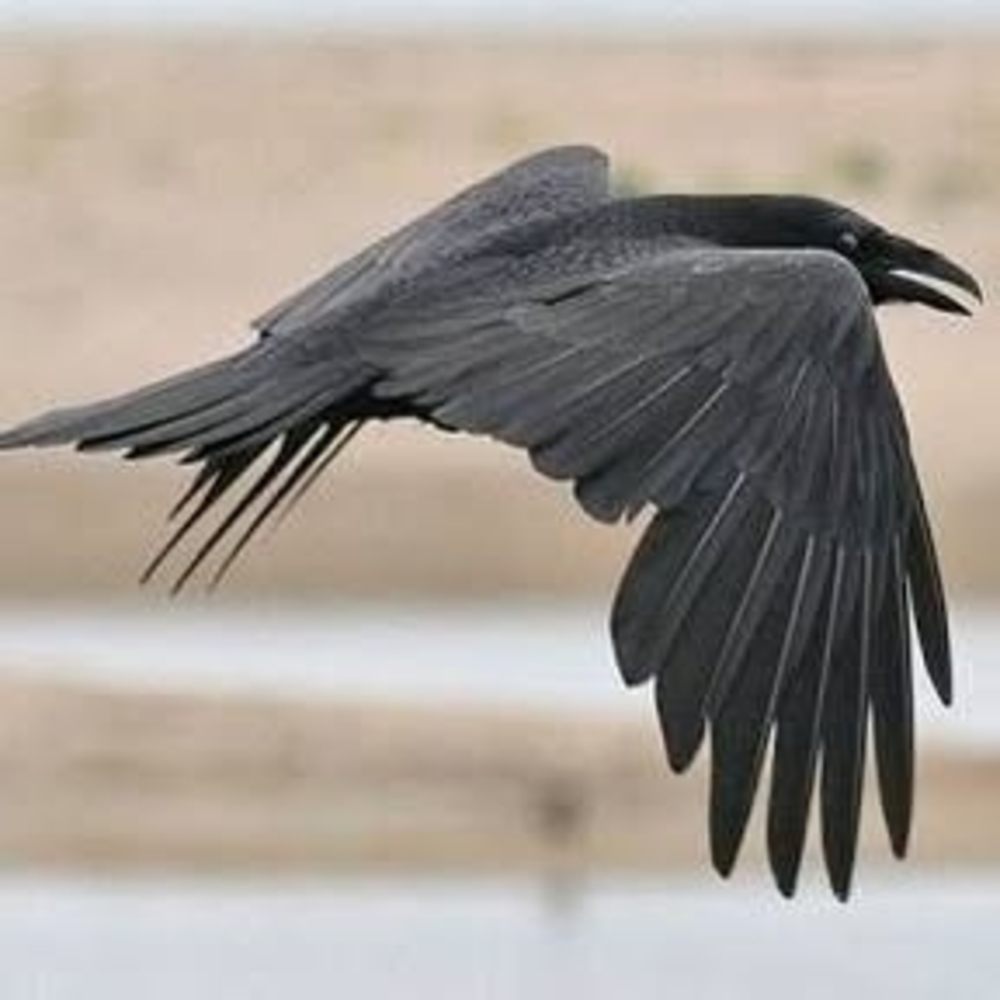 Meet your Posher, Neegan